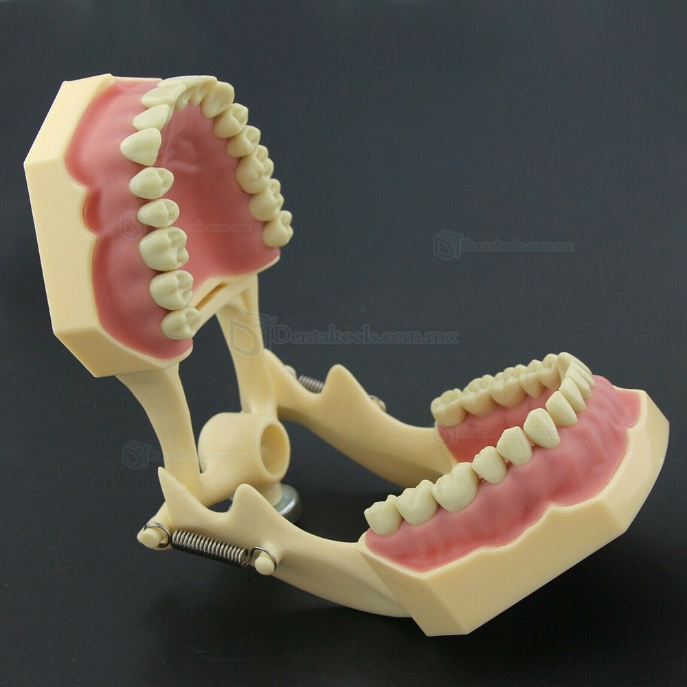 Fantoma Modelo de Práctica Dental compatible con Frasaco AG3 Typodont